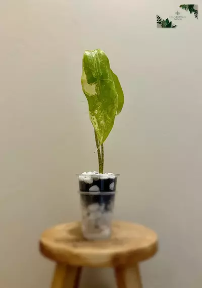 plant/Alocasia Longiloba ‘Albo’ | Rare Variegated Alocasia | 2” Starter Plant-0-thumbnail