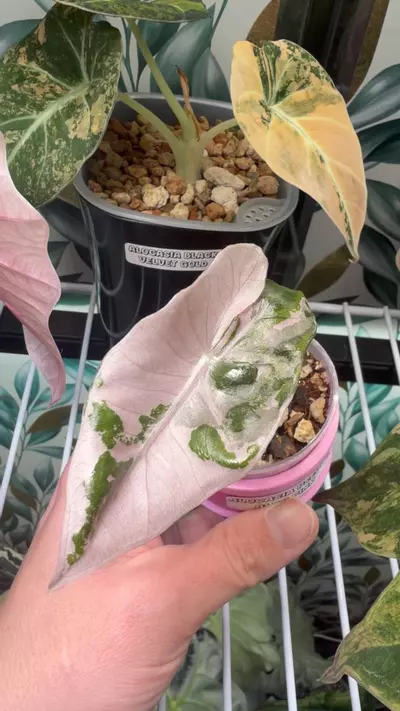 plant/Alocasia Pink/Albo Pseudosanderiana Pup! Read description PLEASE!-2-thumbnail