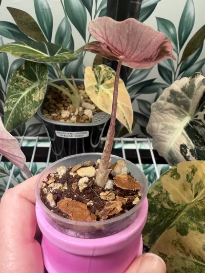plant/Alocasia Pink/Albo Pseudosanderiana Pup! Read description PLEASE!-3-thumbnail