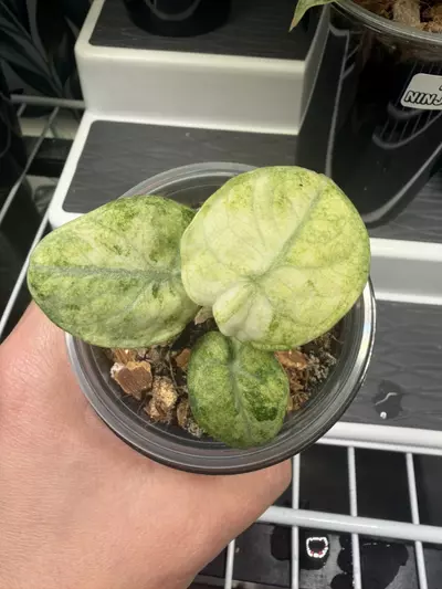 plant/Alocasia Ninja Tricolor Pup #1-0-thumbnail