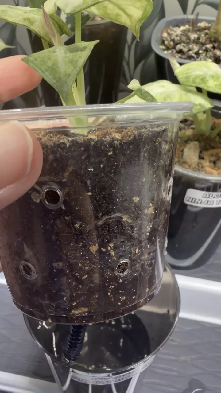 plant/Alocasia Ninja Tricolor Pup #1-1