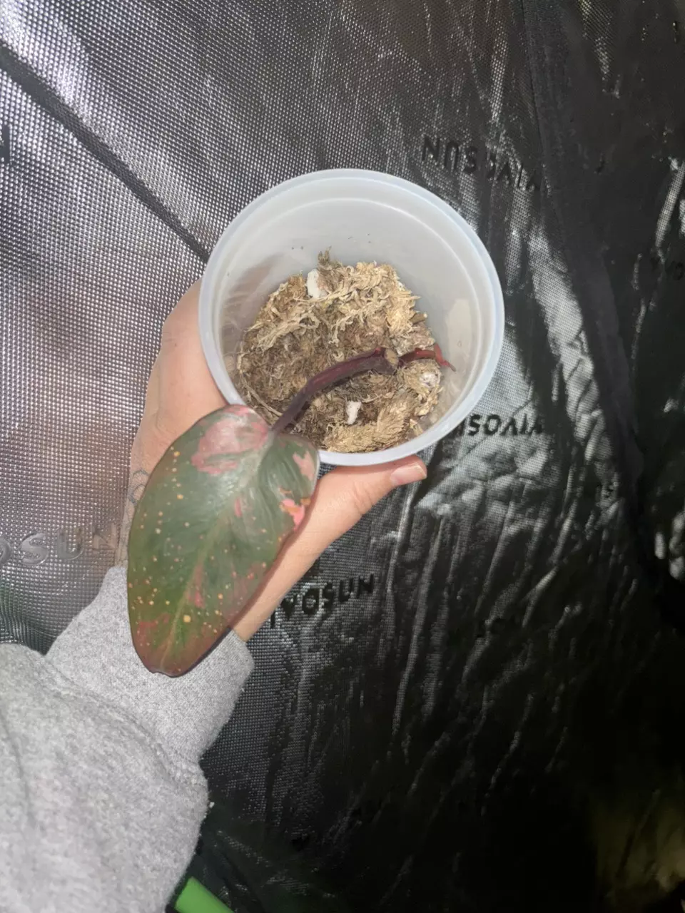 heat_pack/Fire Princess-0