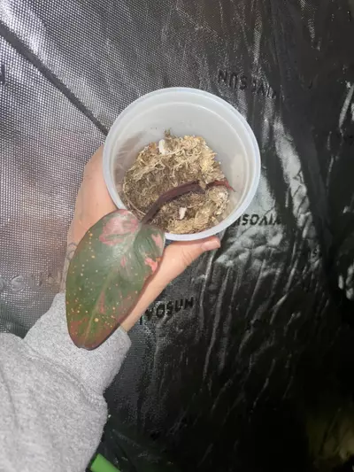 heat_pack/Fire Princess-0-thumbnail