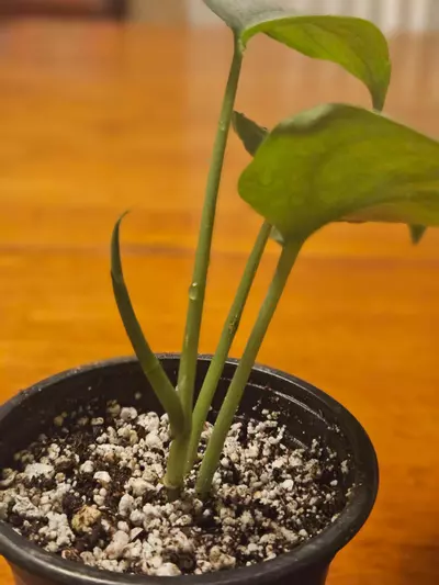 plant/Scindapsus 'Java Platinum'-1-thumbnail