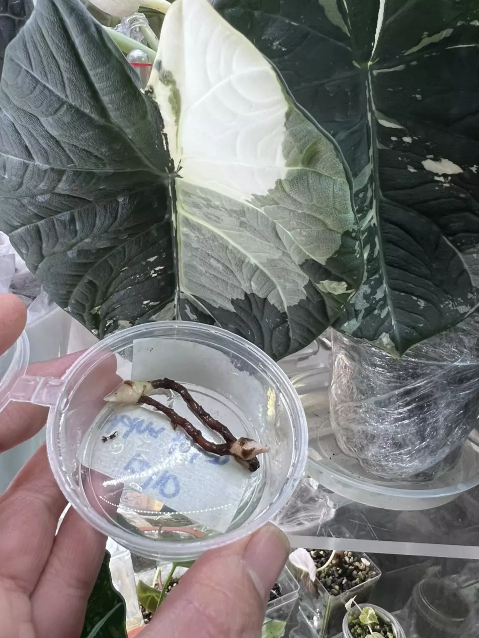 plant/6 Bundle deal corms-0