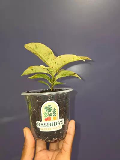 plant/Ficus Elastica 'Shivereana'-1-thumbnail