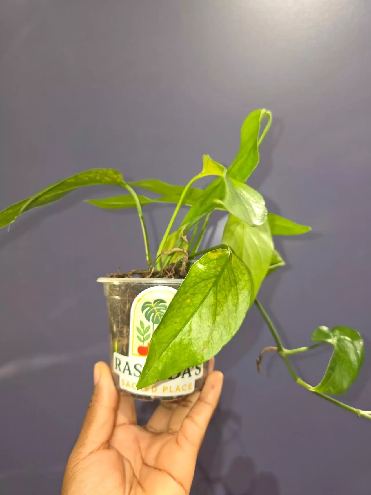 plant/Epipremnum Pinnatum 'Baltic Blue'-1