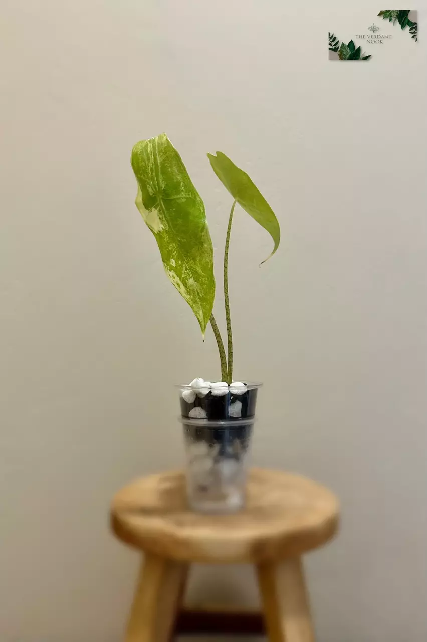 plant/Alocasia Longiloba ‘Albo’ | Rare Variegated Alocasia | 2” Starter Plant-1
