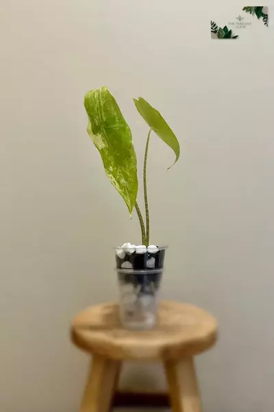 plant/Alocasia Longiloba ‘Albo’ | Rare Variegated Alocasia | 2” Starter Plant-1-thumbnail