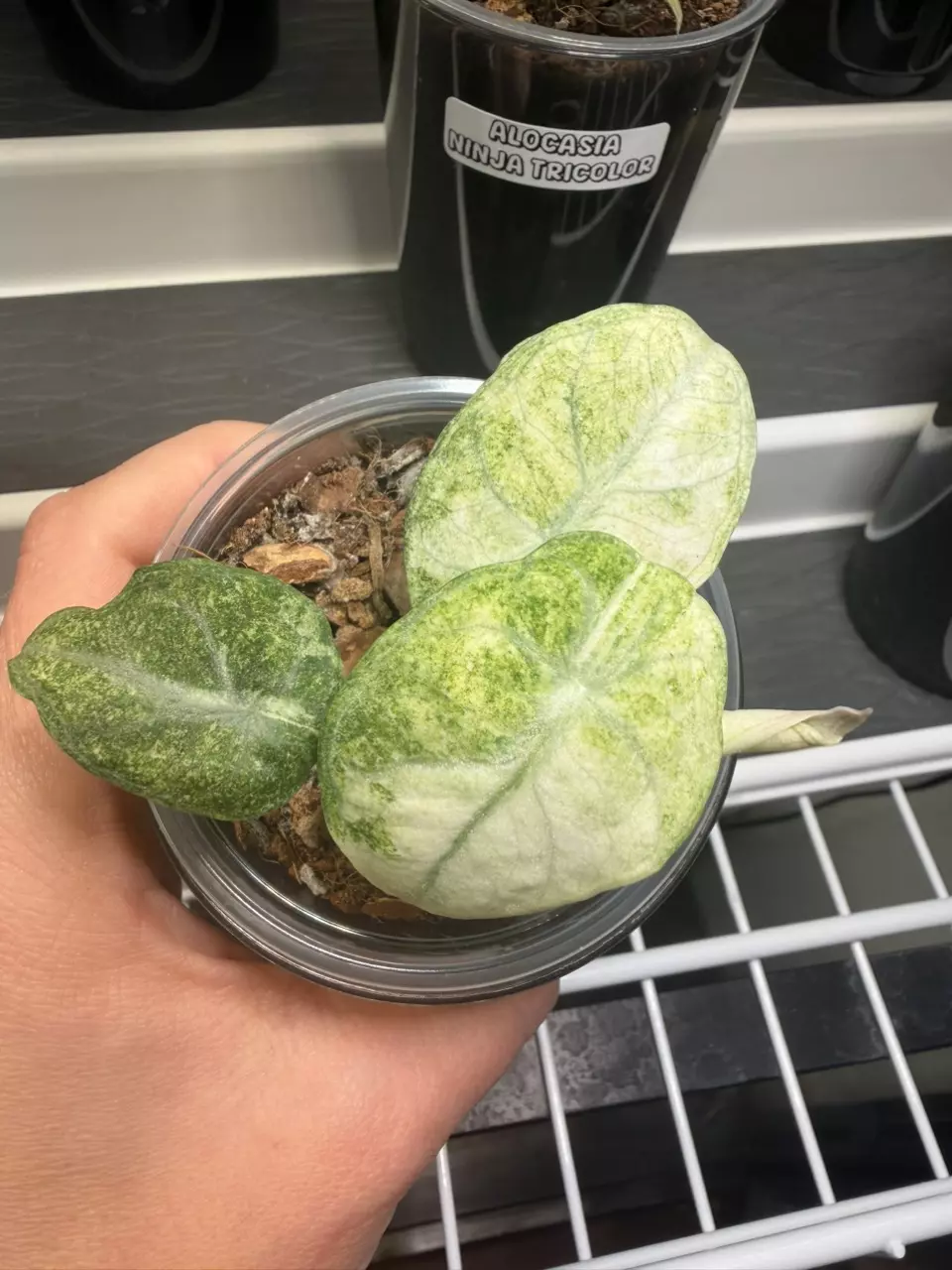 plant/Alocasia Ninja Tricolor Pup #2-0