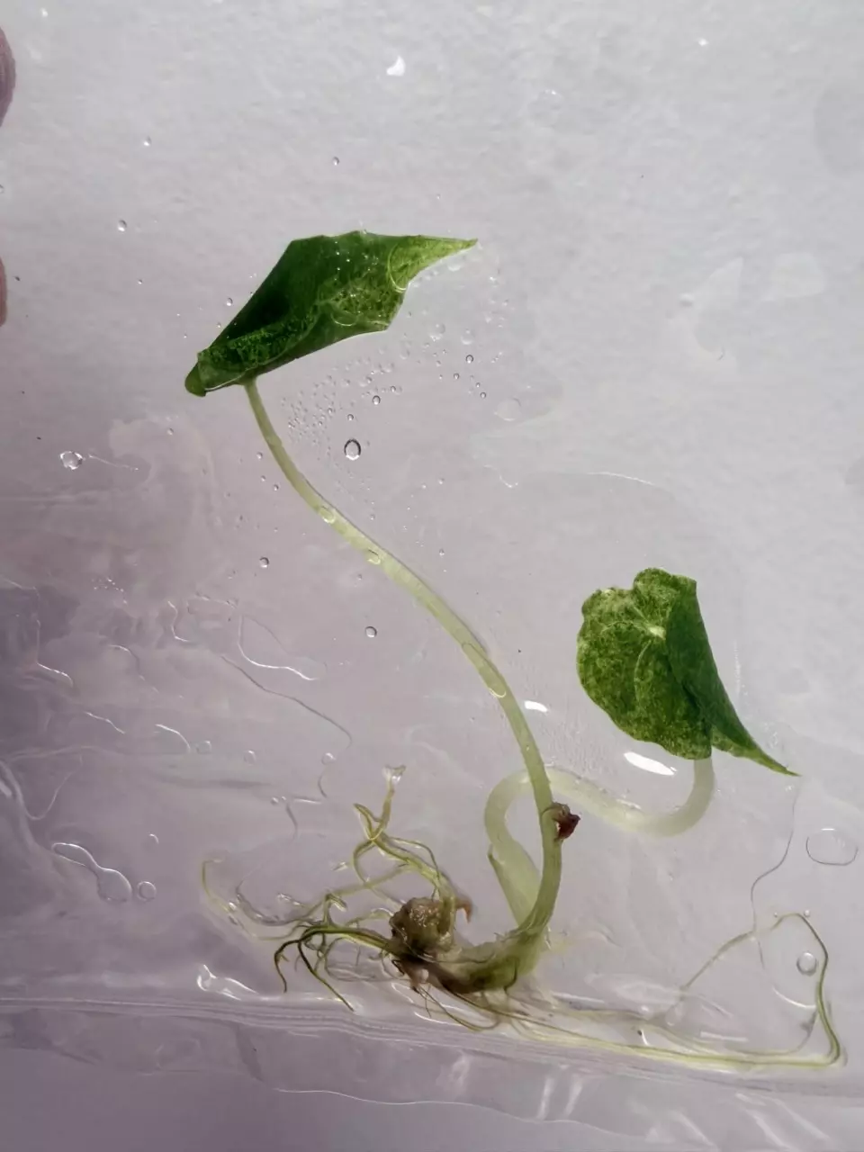 plant/RTC404 - Alocasia brancifolia Albo pink + free (train special!)-3