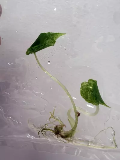 plant/RTC404 - Alocasia brancifolia Albo pink + free (train special!)-3-thumbnail