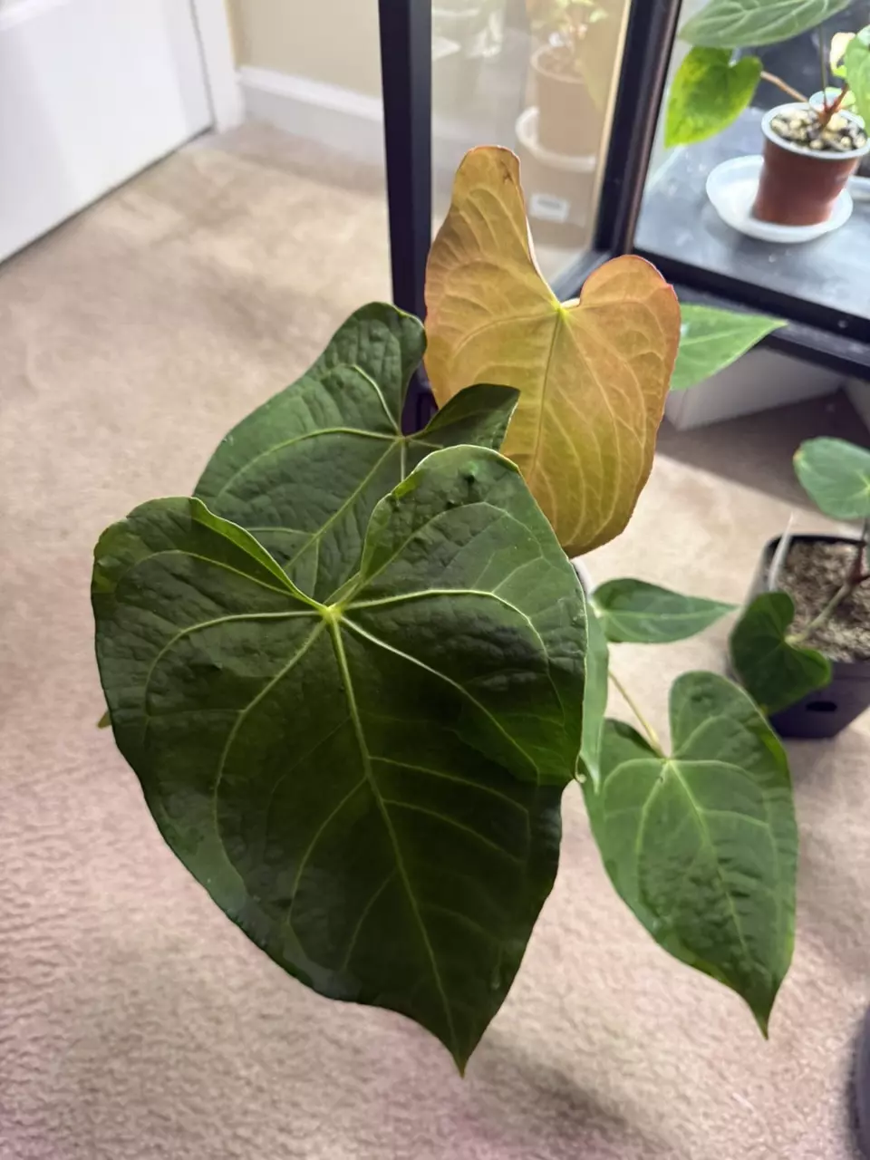 plant/Anthurium Magnificum x Regale.-3