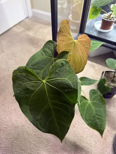 plant/Anthurium Magnificum x Regale.-3-thumbnail