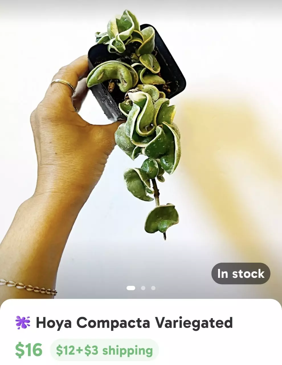 plant/✨🫶🏼GIFTED🫶🏼✨-0