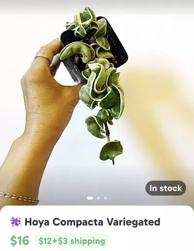 plant/✨🫶🏼GIFTED🫶🏼✨-0-thumbnail