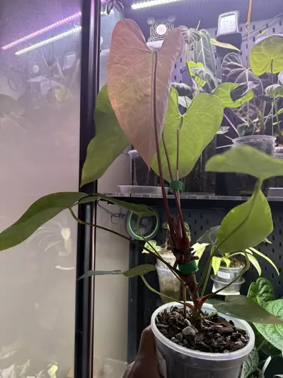 plant/Anthurium Magnificum x Regale.-2-thumbnail