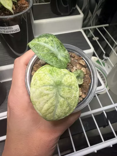 plant/Alocaisa Ninja Tricolor #3-2-thumbnail