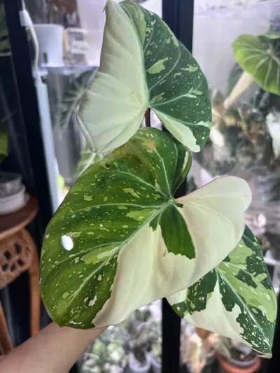 plant/Gloriosum type 2-3-thumbnail