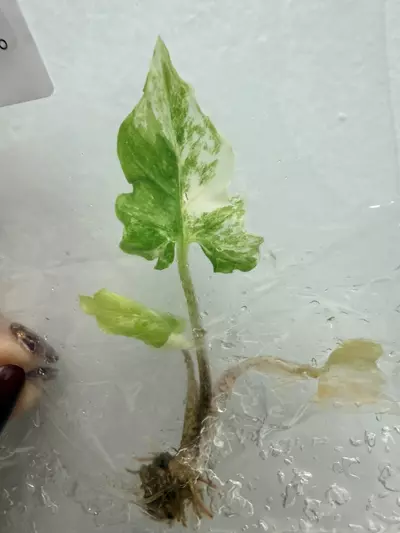 plant/RTC403 - Alocasia brancifolia Albo pink + free (train special!)-0-thumbnail