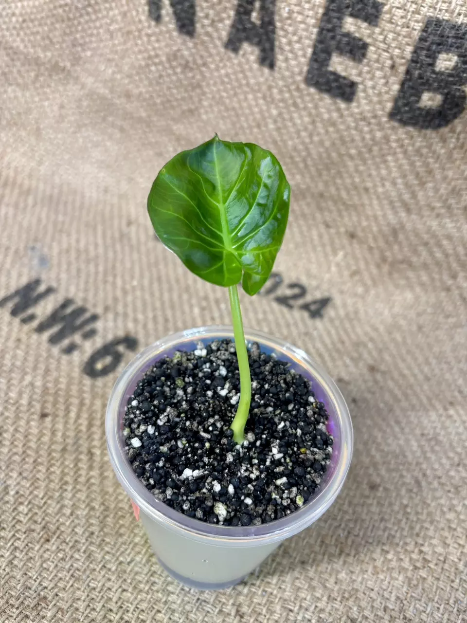 plant/Alocasia Regal Shield-3