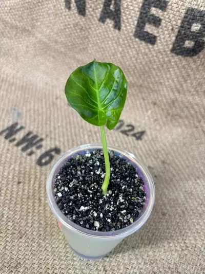 plant/Alocasia Regal Shield-3-thumbnail