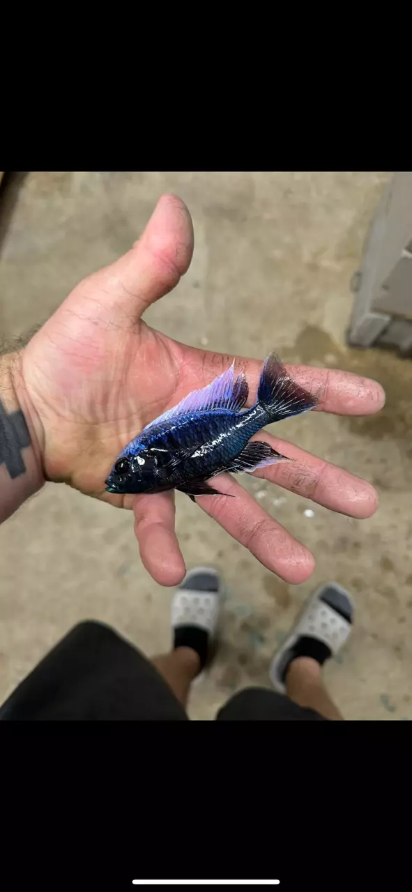 plant/Mloto 5”+(NOT EXACT FISH)-0