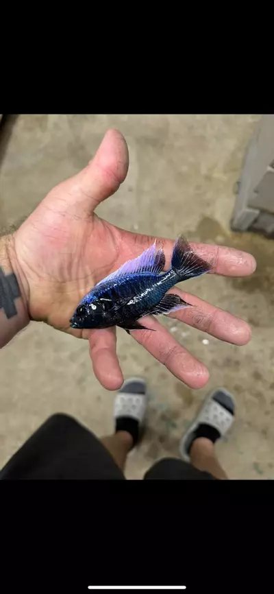 plant/Mloto 5”+(NOT EXACT FISH)-0-thumbnail