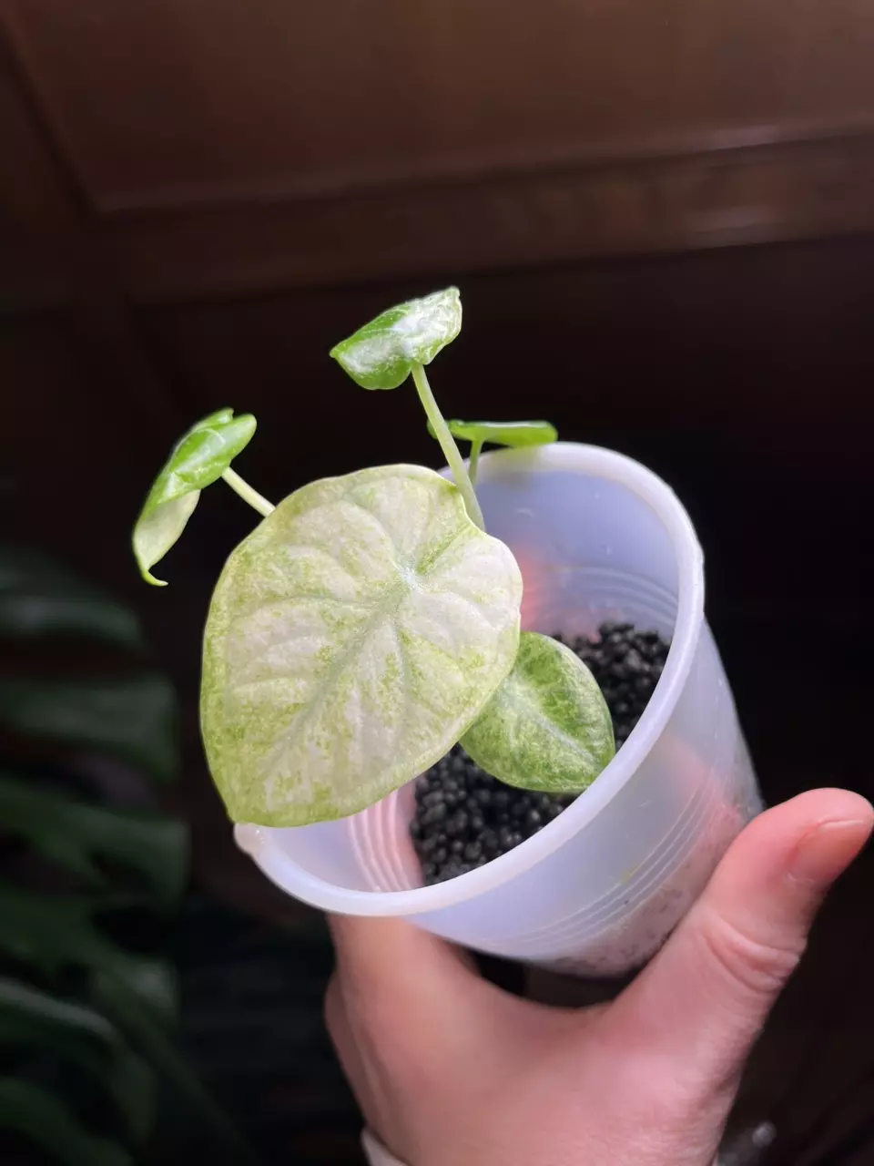 plant/Alocasia Ninja Tricolor-0