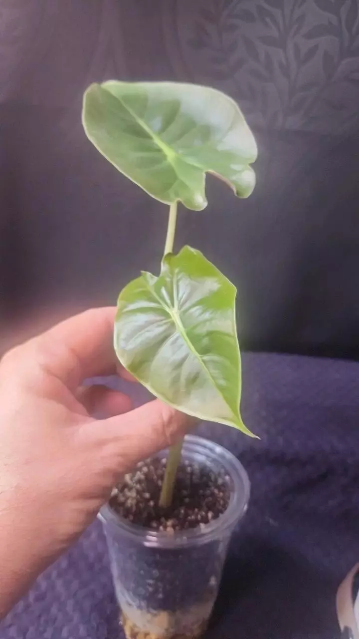 plant/Alocasia Golden Bone-0