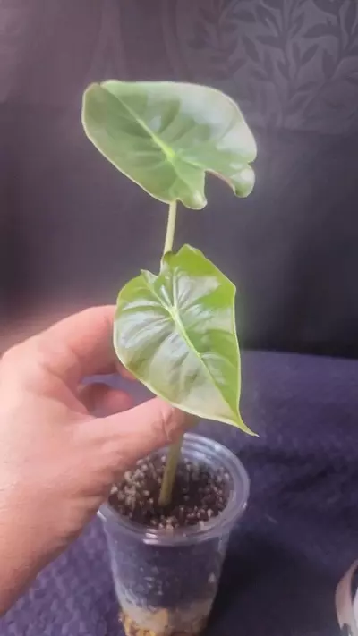 plant/Alocasia Golden Bone-0-thumbnail