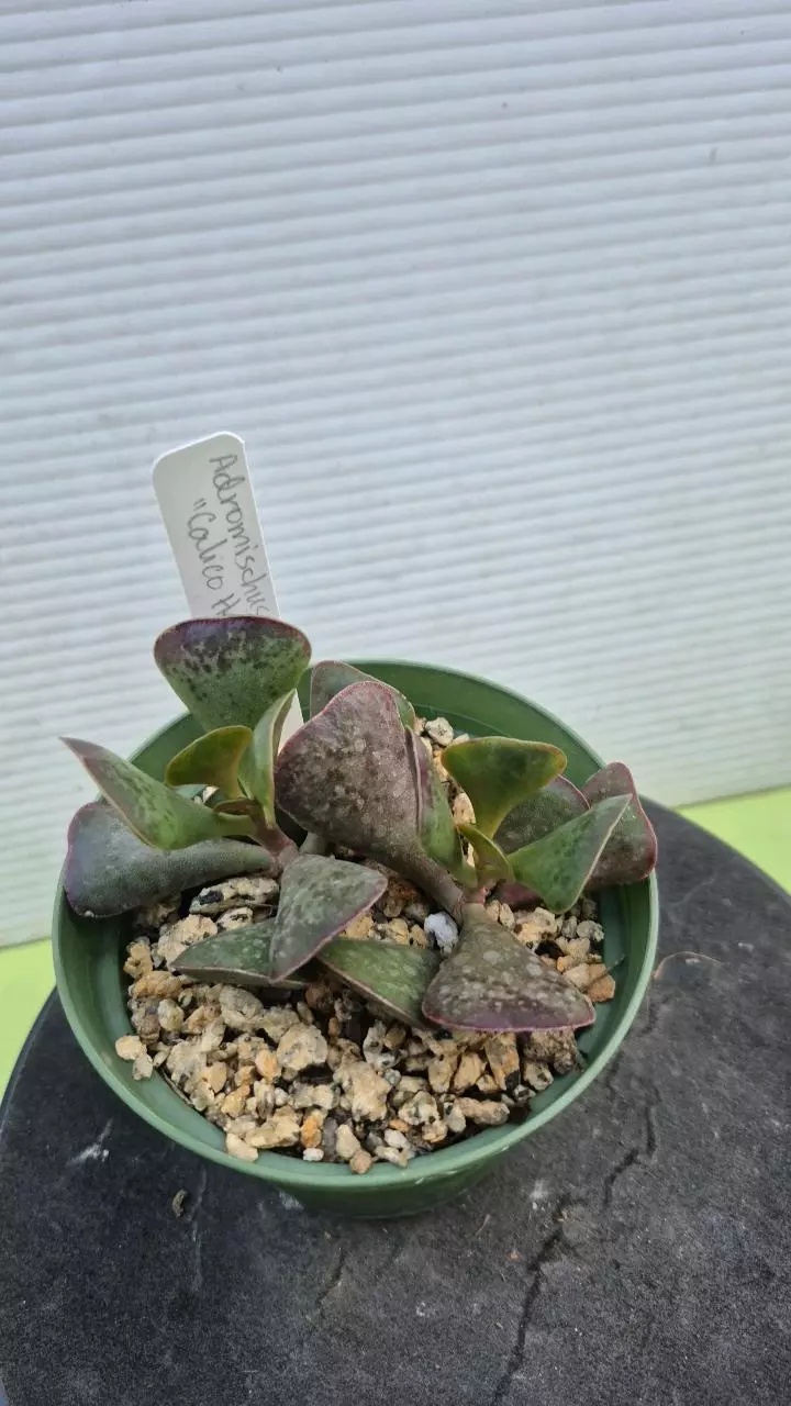 plant/A7 Adromischus triflorus "calico hearts"💗-0