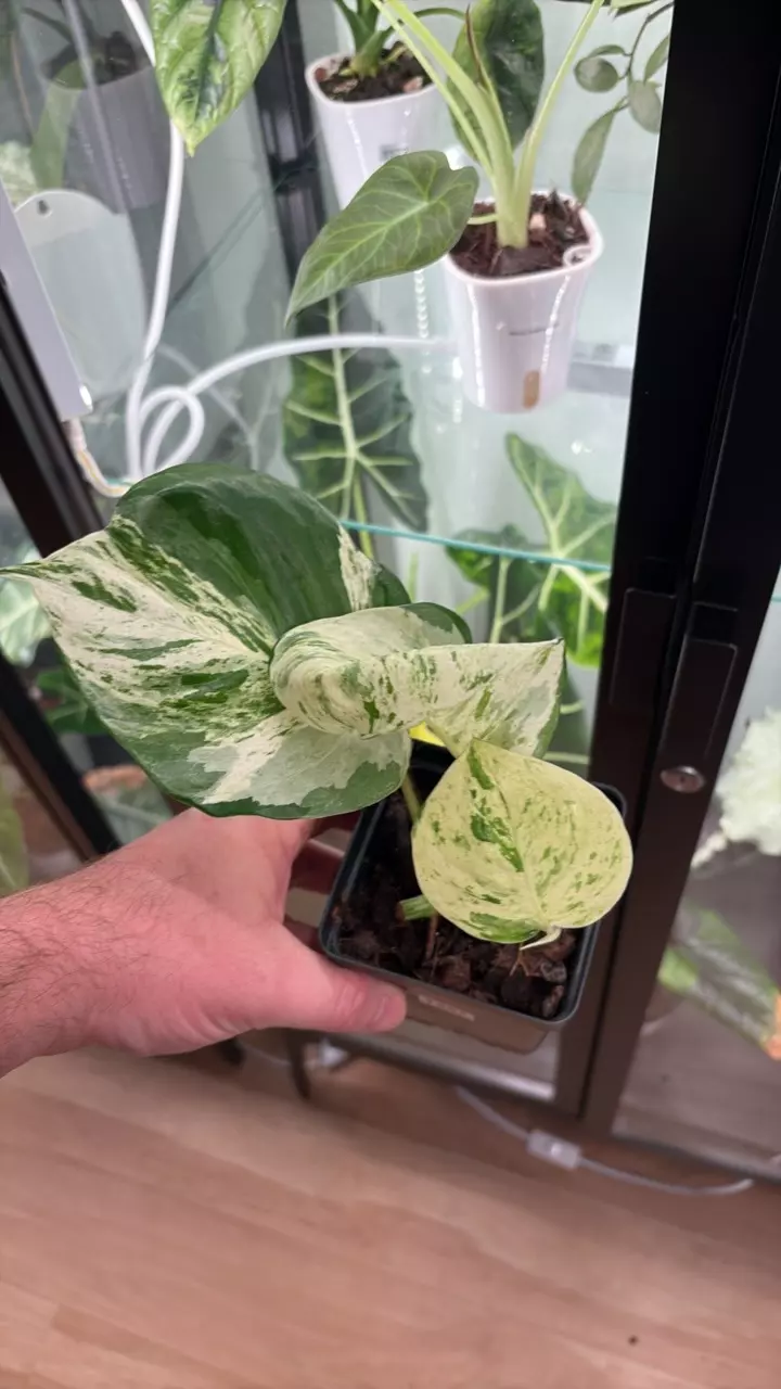 plant/Manjula Pothos 1287-0