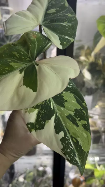 plant/Gloriosum type 2-1-thumbnail