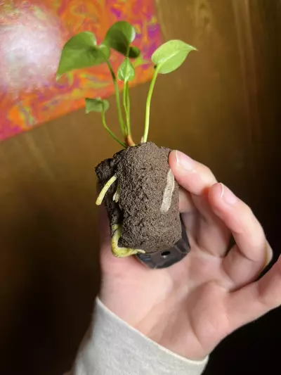 plant/Anthurium Pink Hookeri-2-thumbnail