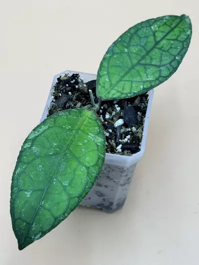 plant/RESERVED for @Milirey-0-thumbnail