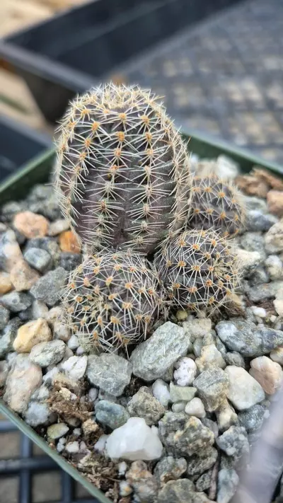 plant/C35 Medialobivia sp.-1-thumbnail