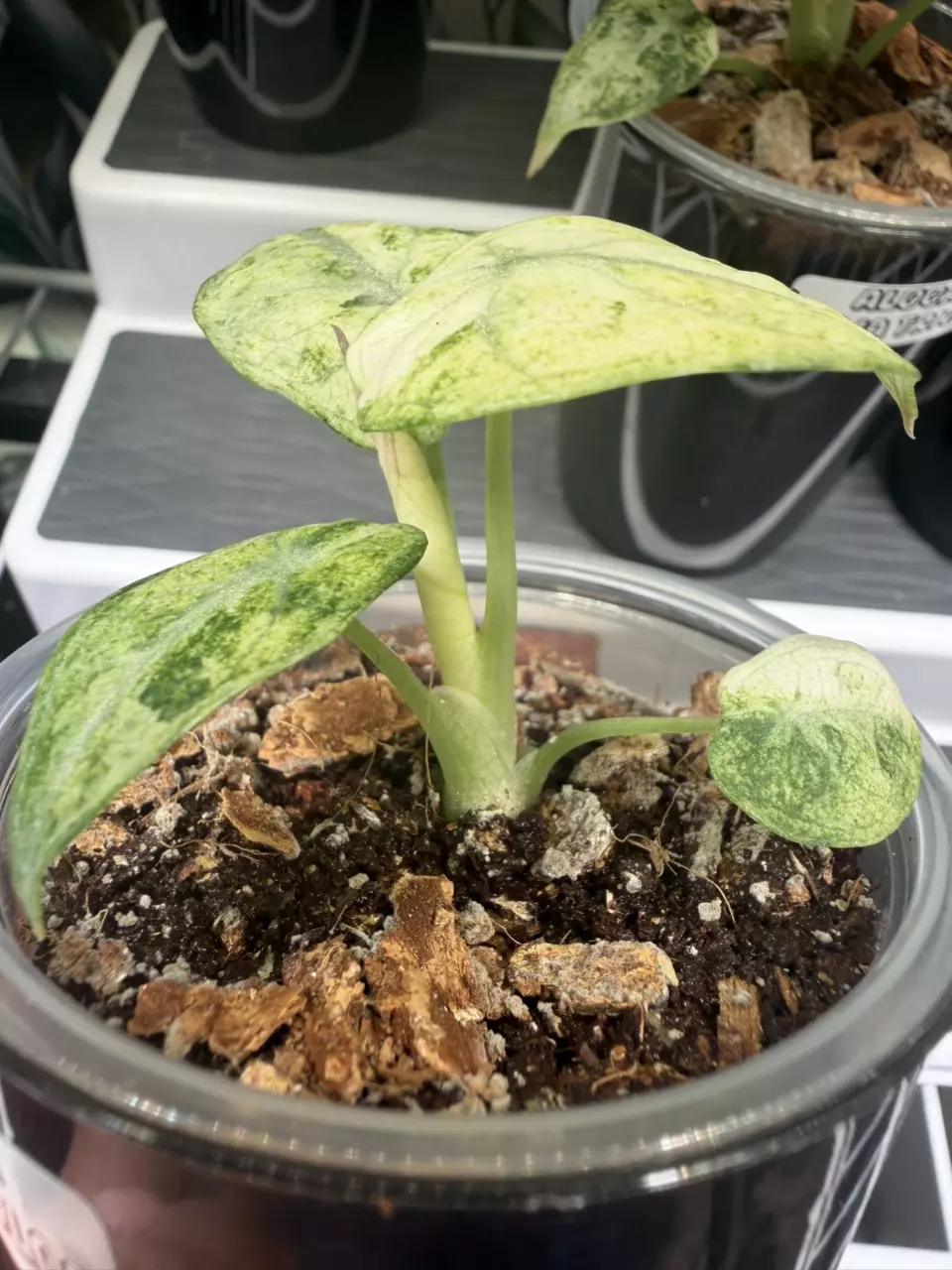 plant/Alocasia Ninja Tricolor Pup #1-5