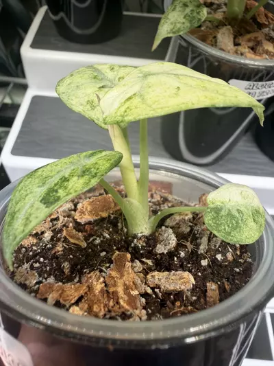 plant/Alocasia Ninja Tricolor Pup #1-5-thumbnail
