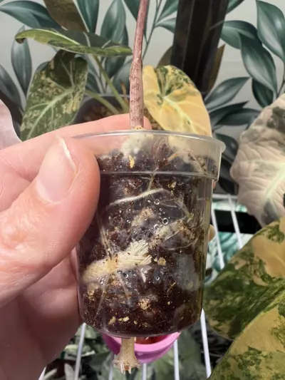 plant/Alocasia Pink/Albo Pseudosanderiana Pup! Read description PLEASE!-4-thumbnail