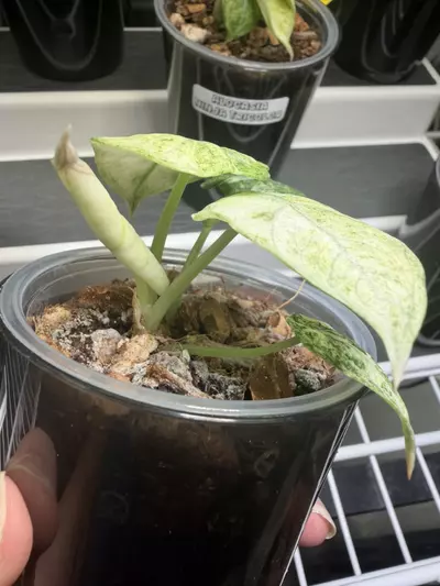 plant/Alocasia Ninja Tricolor Pup #2-3-thumbnail