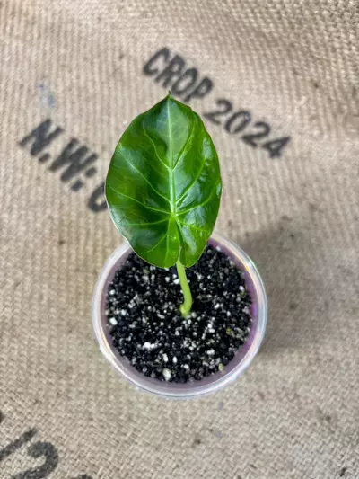 plant/Alocasia Regal Shield-2-thumbnail