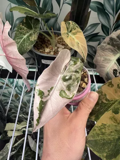 plant/Alocasia Pink/Albo Pseudosanderiana Pup! Read description PLEASE!-1-thumbnail