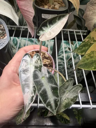 plant/Alocasia Pink Bambino Pup!-1-thumbnail