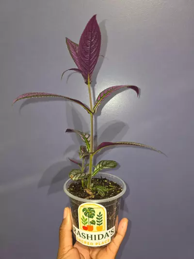 plant/Strobilanthes Dyerianus 'Persian Shield'-1-thumbnail