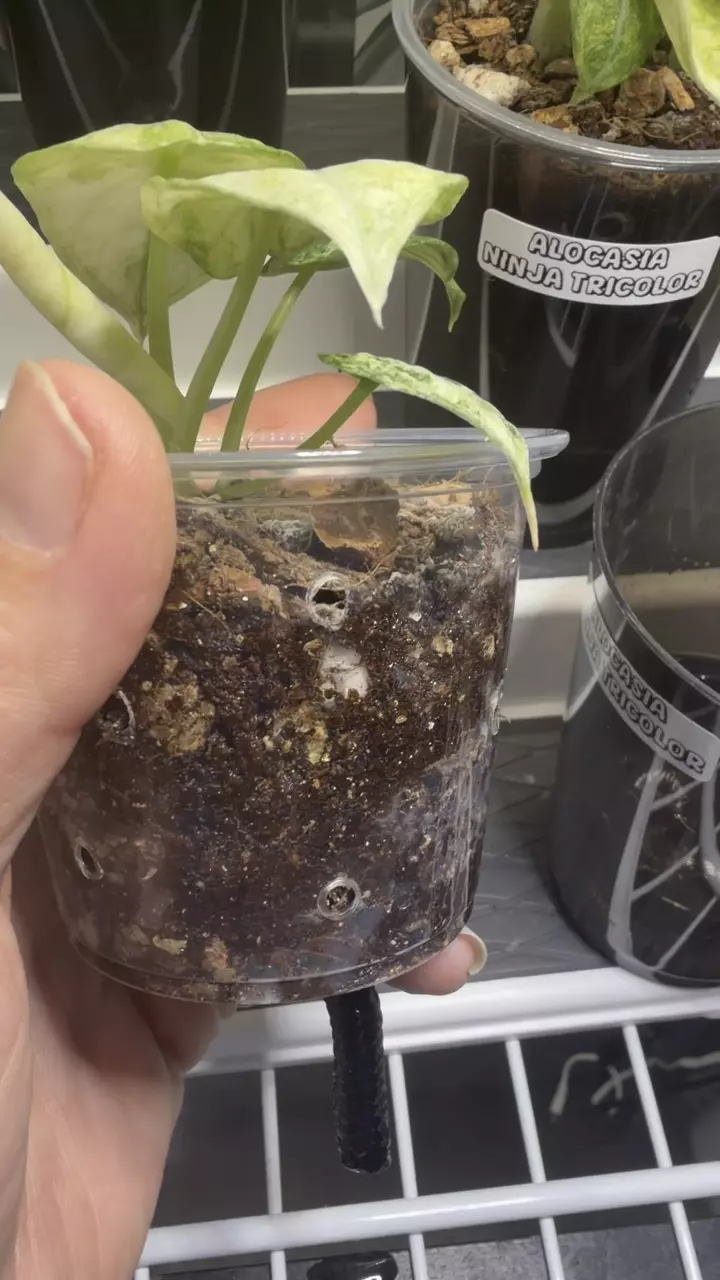 plant/Alocasia Ninja Tricolor Pup #2-1