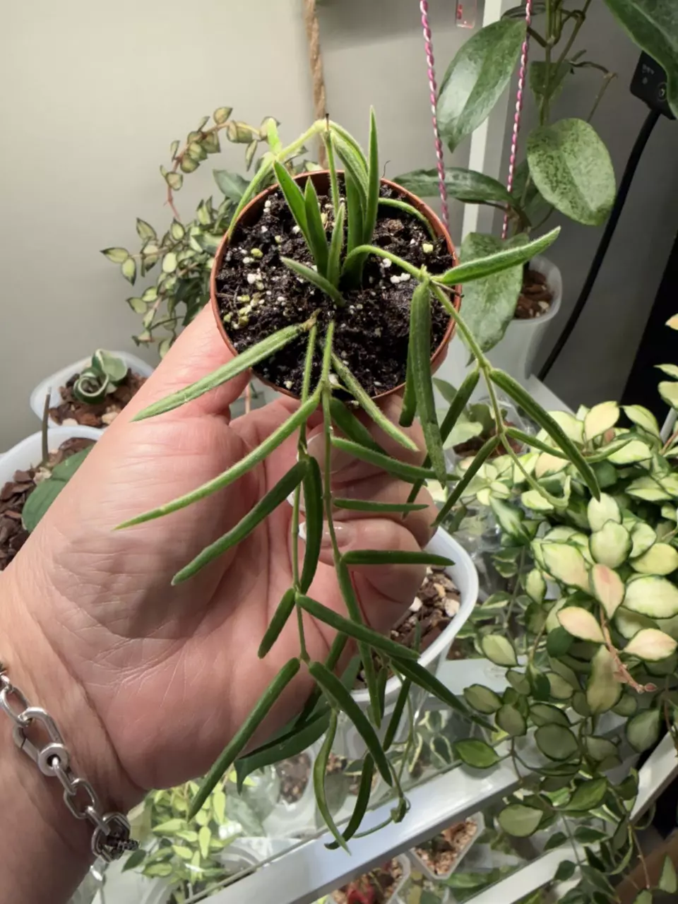 plant/Hoya linearis Growers choice-0