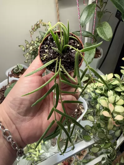plant/Hoya linearis Growers choice-0-thumbnail