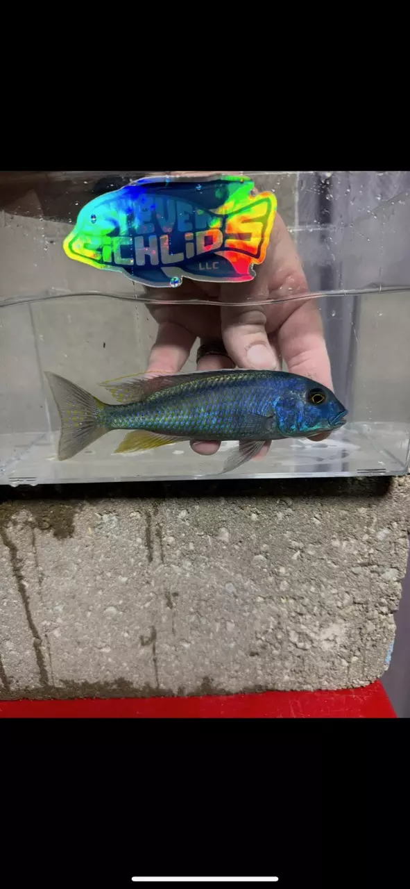 plant/Bucco spec 6”+ (NOT EXACT FISH)-0