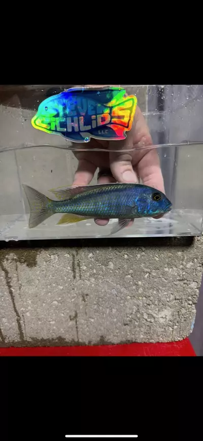 plant/Bucco spec 6”+ (NOT EXACT FISH)-0-thumbnail